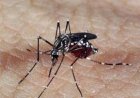 Em 2024, o Brasil já registrou mais de 2,6 milhões de casos prováveis de dengue