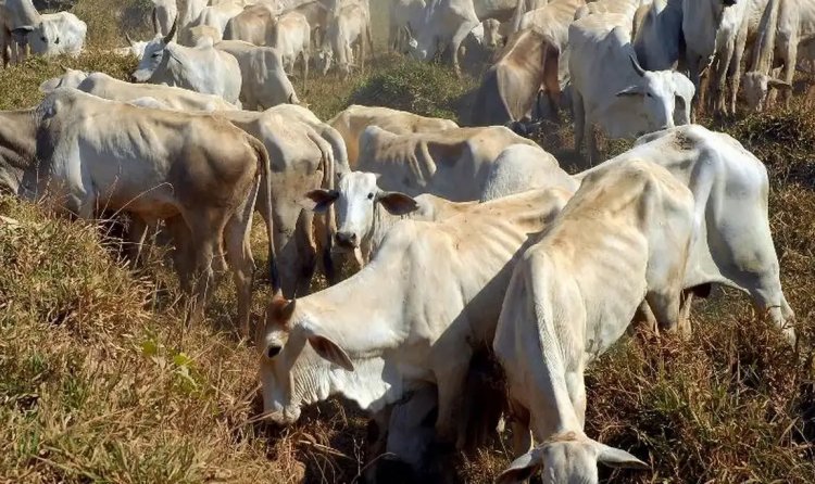 Vacinação contra febre aftosa será suspensa em 16 estados e no DF, a partir de 2 maio